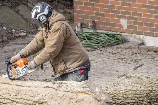 Man in Protective Helmet Cutting a Large Tree Trunk with a Chain Saw