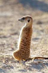 Alert meerkat (Suricata suricatta) standing on guard, Kalahari desert, South Africa.
