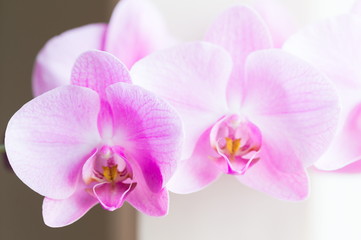 Fototapeta na wymiar Flowers. Pink orchids. Home background