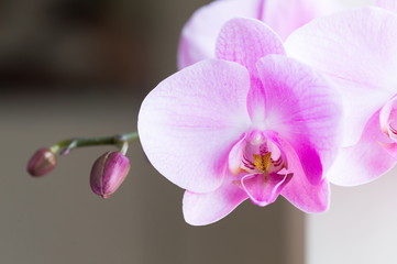 Fototapeta na wymiar Flowers. Pink orchids. Home background