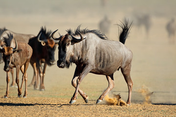Obraz na płótnie Canvas A blue wildebeest (Connochaetes taurinus) running in dust, Kalahari desert, South Africa.
