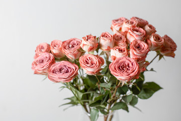 Fototapeta premium Flower branch rose, Buds, close-up. Powdery pink color.