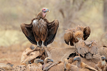Lappet-faced and white-backed vultures scavenging on a dead elephant, Kruger National Park, South Africa.