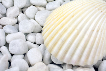seashells on pebble beach gray close up, copy space, selective focus