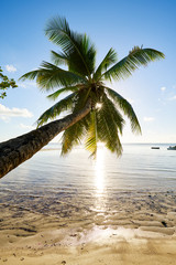 Fototapeta na wymiar Palm and tropical beach, mahe, seychelles, indian ocean