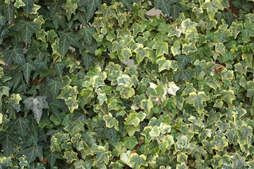 Wall covered with leaves of ivy