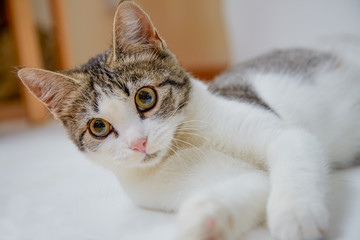 the kitten lies and rests