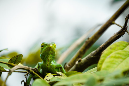 S&auml;ger&uuml;ckenagame gr&uuml;n, mit wei&szlig;en Hintergrund