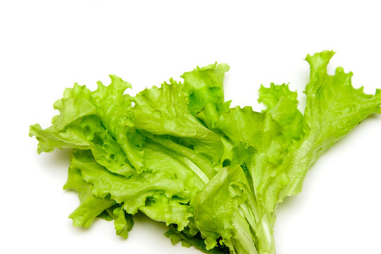 Freshness green lettuce salad.
