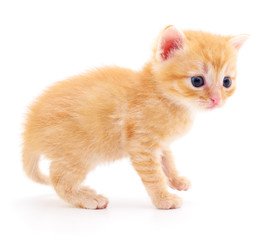 Kitten on white background.