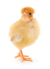 Fototapeta premium Small yellow chicken