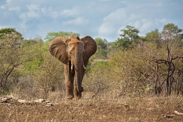 Elephant bull in Krugerpark in South Africa