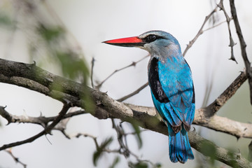 Woodland Kingfisher in Krugerpark in South Africa