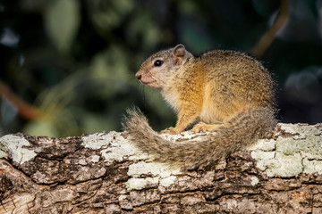 Naklejka na ściany i meble Treee squirrel in Krugerpark in South Africa