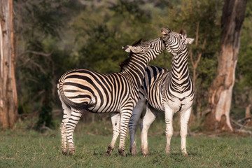 Fototapeta na wymiar Fighting zebra in Krugerpark in South Africa