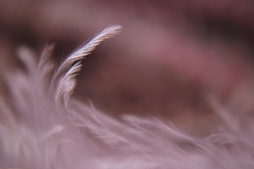 feather