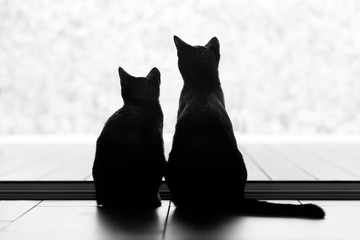 Two black cats looking out of the window