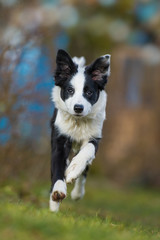 Junger Border Collie rennt auf die Kamera zu