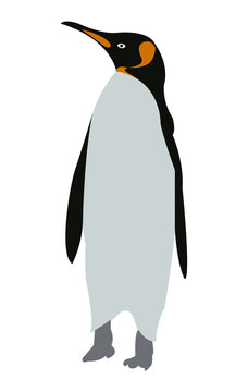 King emperor penguin flat cartoon illustration