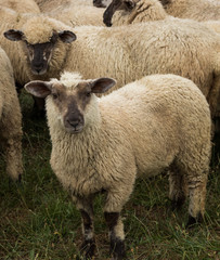 Fototapeta premium New Zealand Lambs