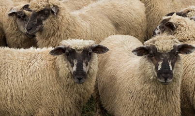 New Zealand Sheep