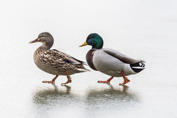 Dwie kaczki spacerują po lodzie, Kaczor i kaczuszka na szarym tle, para kaczek - obrazy, fototapety, plakaty
