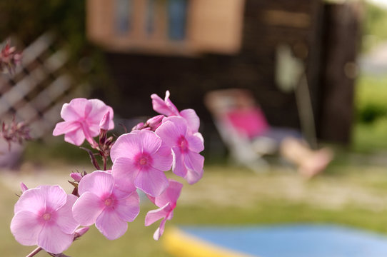Flowers of pink Phlox near country house