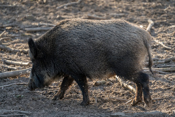WIldschwein in der freien Natur