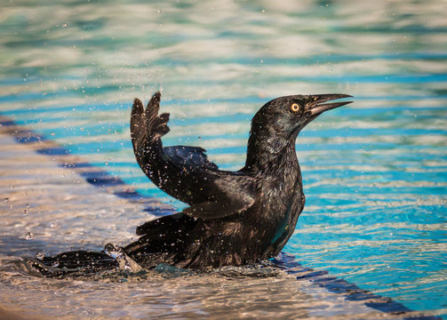Common Grackle - Quiscalus Quiscula - Having Fun In The Water