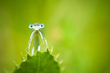 Blue Damselflies on a leaf