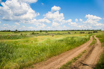Tavriysky blooming steppe in summer