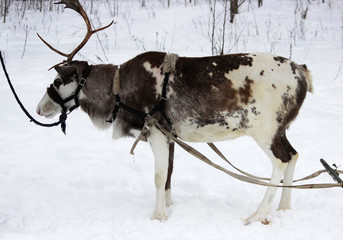 One-horned Reindeer Rangifer tarandus is in harness on holiday.