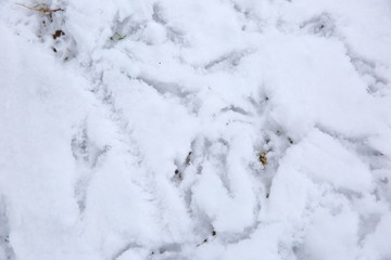 Traces of birds feet on fresh snow.