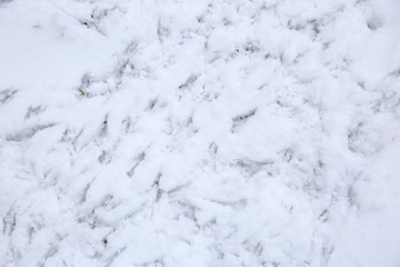 Traces of birds feet on fresh snow.