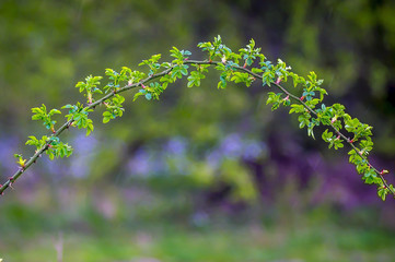 Lenz Hund Rose Knospe im Garten Frueh Jahr Hage Butte