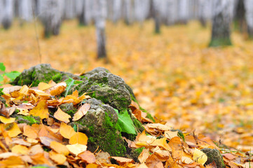 Autumn leaves on the rock
