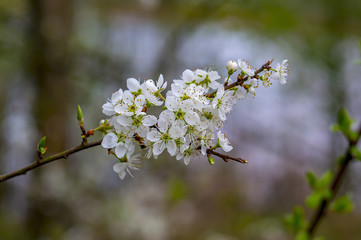 Bluete und Blatt im Frueh Jahr Kirsch Baum Ast Zweig