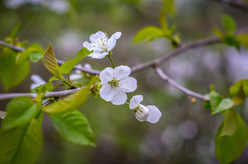 Frueh Jahr Kirsch Baum Ast Zweig mit Bluete und Blatt