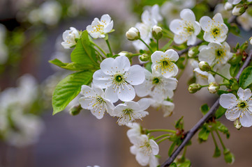 Kirsch Baum Ast Zweig mit Bluete und Blatt im Frueh Jahr