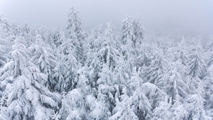 Aerial view of snow covered forest covered with mist.