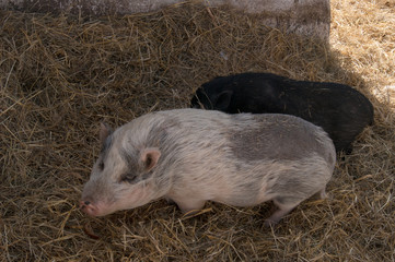 schwein