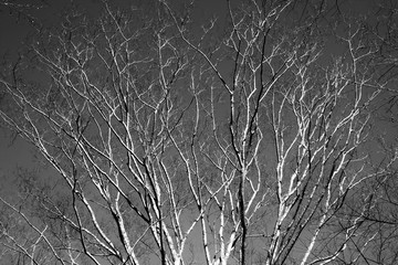 テクスチュア/冬の木