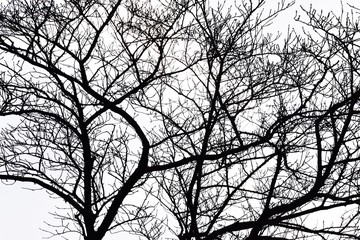テクスチュア/冬の木