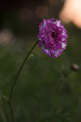 Purple flower in the sunset