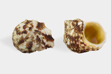 Two views of a seashell on white background isolated with clipping path. Shell 