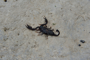 Skorpion von hinten