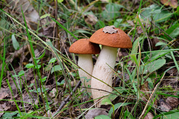 zwei Pilze mit rotem Hut