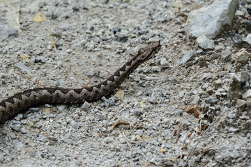 Sandviper 1