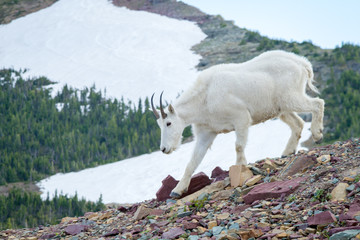 Mountain Goat In Glacier National Park