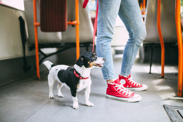 Beautiful young woman standing in city bus with her jack Russell terrier. 